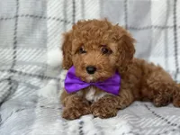 Brice, a male Cockapoo and Poodle - Toy  for sale in Davenport, FL – 2 of 10