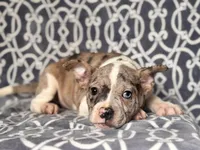 Charlie, a male French Bulldog and American Pit Bull Terrier for sale in Davenport, FL – 2 of 9