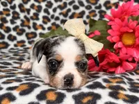Quinn cookie, a female French Bulldog and Cockapoo for sale in Davenport, FL – 4 of 10