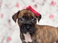 Opossum , a female American Pit Bull Terrier and Cane Corso for sale in Davenport, FL – 9 of 10