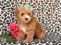Britney, a female Poodle - Toy  and Poodle - Miniature  for sale in Davenport, FL – 9 of 10