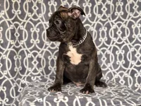 Camo-price reduced, a male French Bulldog and American Pit Bull Terrier for sale in Davenport, FL – 7 of 10
