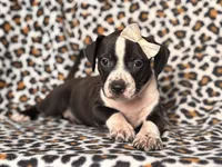 Reba, a female American Pit Bull Terrier and Cane Corso for sale in Davenport, FL – 2 of 10