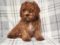 Wyatt, a male Cavapoo and Poodle - Toy  for sale in Davenport, FL – 9 of 9
