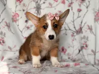 Hope, a female Pembroke Welsh Corgi for sale in Davenport, FL – 2 of 10