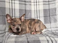 Tigger, a male French Bulldog and American Pit Bull Terrier for sale in Davenport, FL – 4 of 10