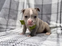 Dagger, a male French Bulldog and American Pit Bull Terrier for sale in Davenport, FL – 3 of 10