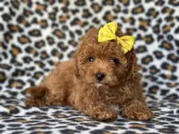 Hope, a female Cavapoo and Poodle - Toy  for sale in Davenport, FL – 5 of 9