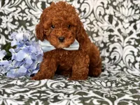 Joe, a male Cavapoo and Poodle - Toy  for sale in Davenport, FL – 2 of 10