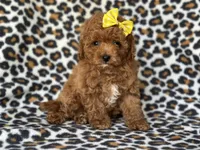 Hope, a female Cavapoo and Poodle - Toy  for sale in Davenport, FL – 4 of 9