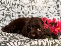 Jewel, a female Cocker Spaniel for sale in Davenport, FL – 7 of 10