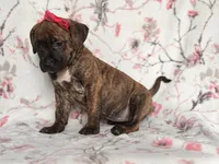 Opossum , a female American Pit Bull Terrier and Cane Corso for sale in Davenport, FL – 8 of 10