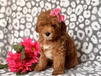 Brittney , a female Cavapoo and Poodle - Toy  for sale in Davenport, FL – 4 of 7