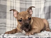 Scout-price reduced , a male French Bulldog and American Pit Bull Terrier for sale in Davenport, FL – 8 of 10