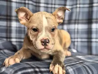 Dagger-price reduced , a male French Bulldog and American Pit Bull Terrier for sale in Davenport, FL – 6 of 10