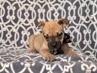 Scout, a male French Bulldog and American Pit Bull Terrier for sale in Davenport, FL – 8 of 8