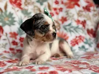 Quinn cookie, a female French Bulldog and Cockapoo for sale in Davenport, FL – 8 of 10