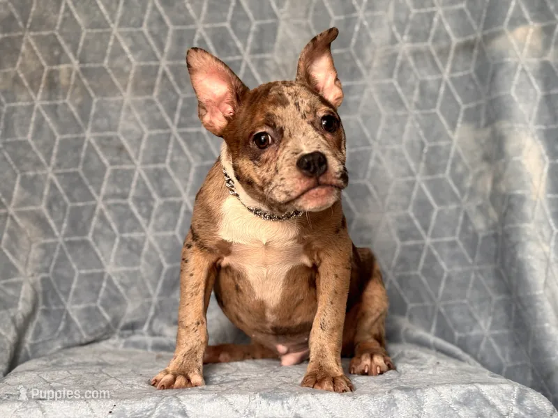 Buster-price reduced  – French Bulldog, American Pit Bull Terrier puppy for sale in Davenport, FL