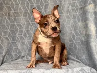 Buster-price reduced , a male French Bulldog and American Pit Bull Terrier for sale in Davenport, FL – 1 of 10