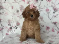 Queen, a female Cavapoo for sale in Davenport, FL – Photo 5 of 10