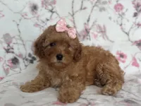 Queen, a female Cavapoo for sale in Davenport, FL – Photo 4 of 10