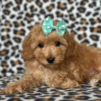 Princess, a female Cavapoo for sale in Davenport, FL – Photo 4 of 10