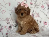 Queen, a female Cavapoo for sale in Davenport, FL – Photo 8 of 10