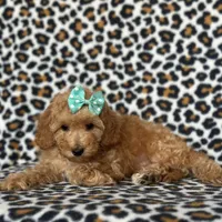 Princess, a female Cavapoo for sale in Davenport, FL – Photo 8 of 10