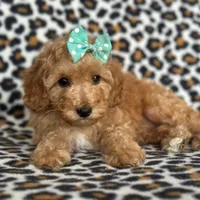 Princess, a female Cavapoo for sale in Davenport, FL – Photo 3 of 10