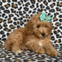 Princess, a female Cavapoo for sale in Davenport, FL – Photo 6 of 10
