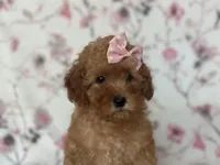 Queen, a female Cavapoo for sale in Davenport, FL – Photo 1 of 10