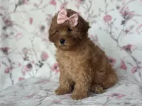 Queen, a female Cavapoo for sale in Davenport, FL – Photo 10 of 10