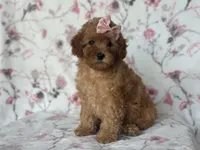 Queen, a female Cavapoo for sale in Davenport, FL – Photo 9 of 10