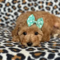 Princess, a female Cavapoo for sale in Davenport, FL – Photo 2 of 10