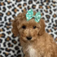 Princess, a female Cavapoo for sale in Davenport, FL – Photo 1 of 10