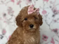 Queen, a female Cavapoo for sale in Davenport, FL – Photo 3 of 10