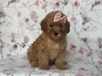 Queen, a female Cavapoo for sale in Davenport, FL – Photo 6 of 10