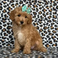 Princess, a female Cavapoo for sale in Davenport, FL – Photo 9 of 10