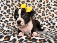 Reba, a female American Pit Bull Terrier and Cane Corso for sale in Davenport, FL – 3 of 10