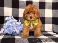 Wyatt, a male Cavapoo and Poodle - Toy  for sale in Davenport, FL – 3 of 8