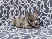 Buster, a male French Bulldog and American Pit Bull Terrier for sale in Davenport, FL – 3 of 10