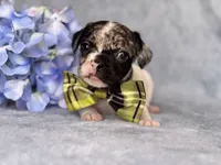Moose, a male French Bulldog and Cockapoo for sale in Davenport, FL – 8 of 10