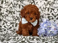 Joe, a male Cavapoo and Poodle - Toy  for sale in Davenport, FL – 4 of 10