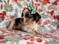 Quinn cookie, a female French Bulldog and Cockapoo for sale in Davenport, FL – 7 of 10