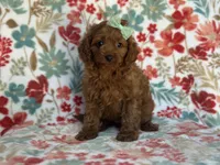 Delilah, a female Cavapoo and Poodle - Miniature  for sale in Davenport, FL – 8 of 8