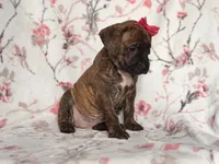 Opossum , a female American Pit Bull Terrier and Cane Corso for sale in Davenport, FL – 3 of 10