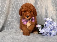 James, a male Cavapoo and Poodle - Toy  for sale in Davenport, FL – 10 of 10