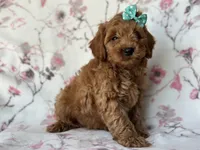 Barbie, a female Cockapoo and Poodle - Toy  for sale in Davenport, FL – 9 of 9