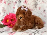 Rosie, a female Poodle - Miniature  for sale in Davenport, FL – 9 of 10
