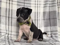 Radio , a male American Pit Bull Terrier and Cane Corso for sale in Davenport, FL – 3 of 10